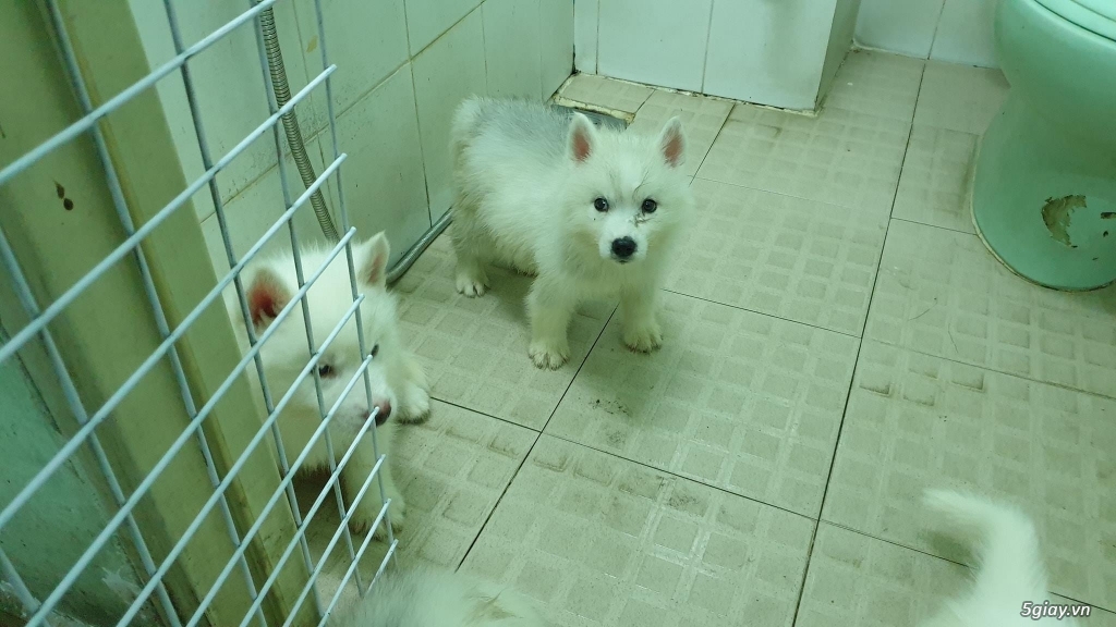 Bán Husky trắng, thuần chủng, 2 tháng tuổi.