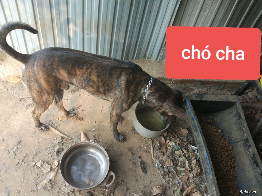 [HCM] - CẦN BÁN - Chó con Phú Quốc đã chích ngừa có sổ sức khỏe - 1