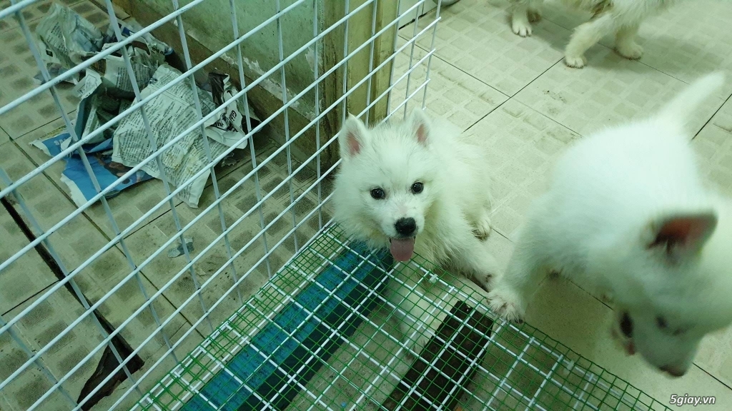 Bán Husky trắng, thuần chủng, 2 tháng tuổi. - 3