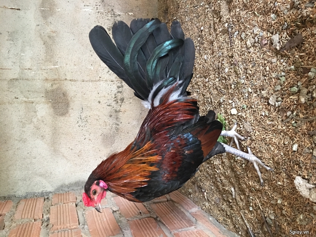 Gà tre mỹ hacth doc - 1