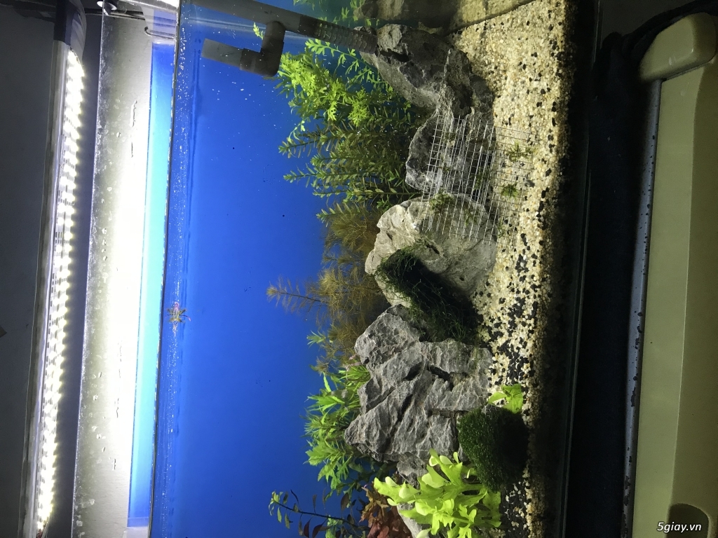 Hồ thuỷ sinh - 3