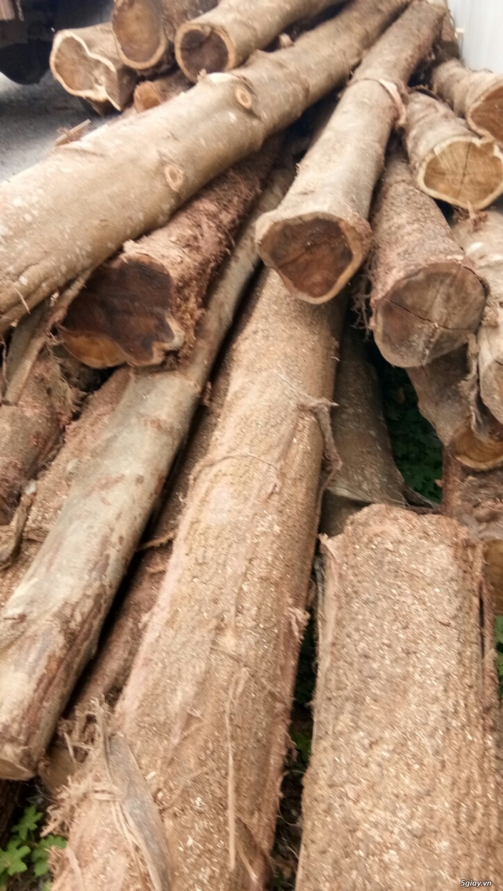 Cần bán lô gỗ Tràm cây già - 3