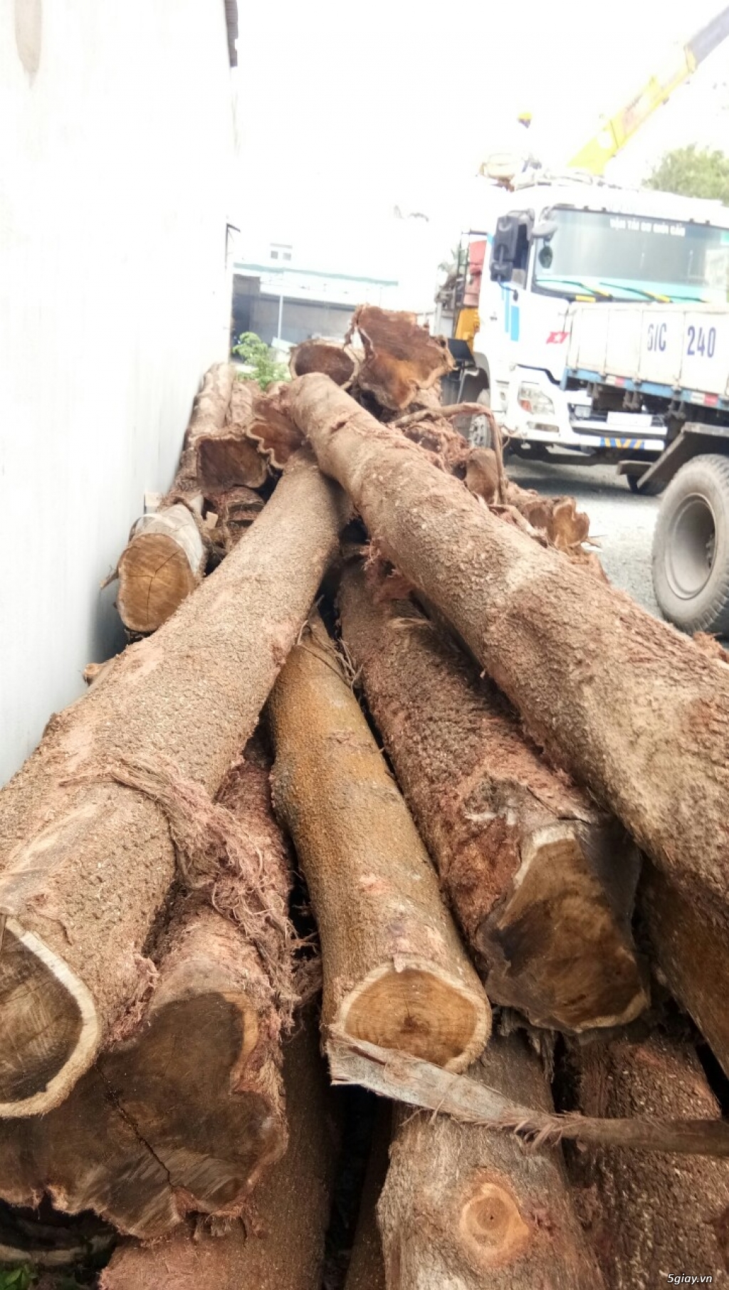 Cần bán lô gỗ Tràm cây già - 1