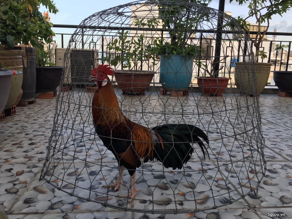 Gà điều chân trắng móng đen