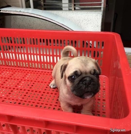 Chó Pug con thuần chủng 2 tháng tuổi - 1