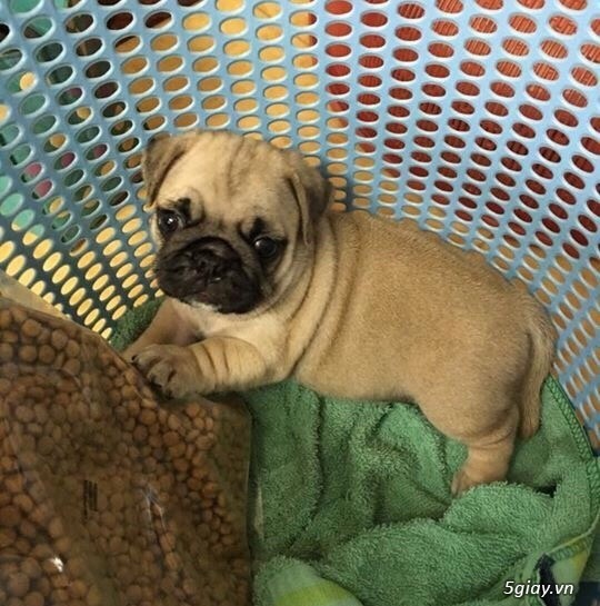 Chó Pug con thuần chủng 2 tháng tuổi