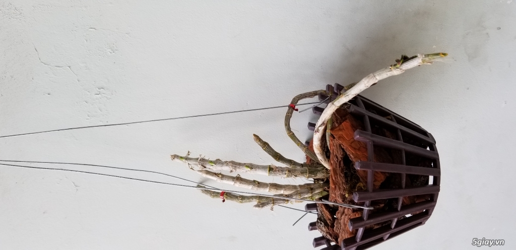 lan trầm tím