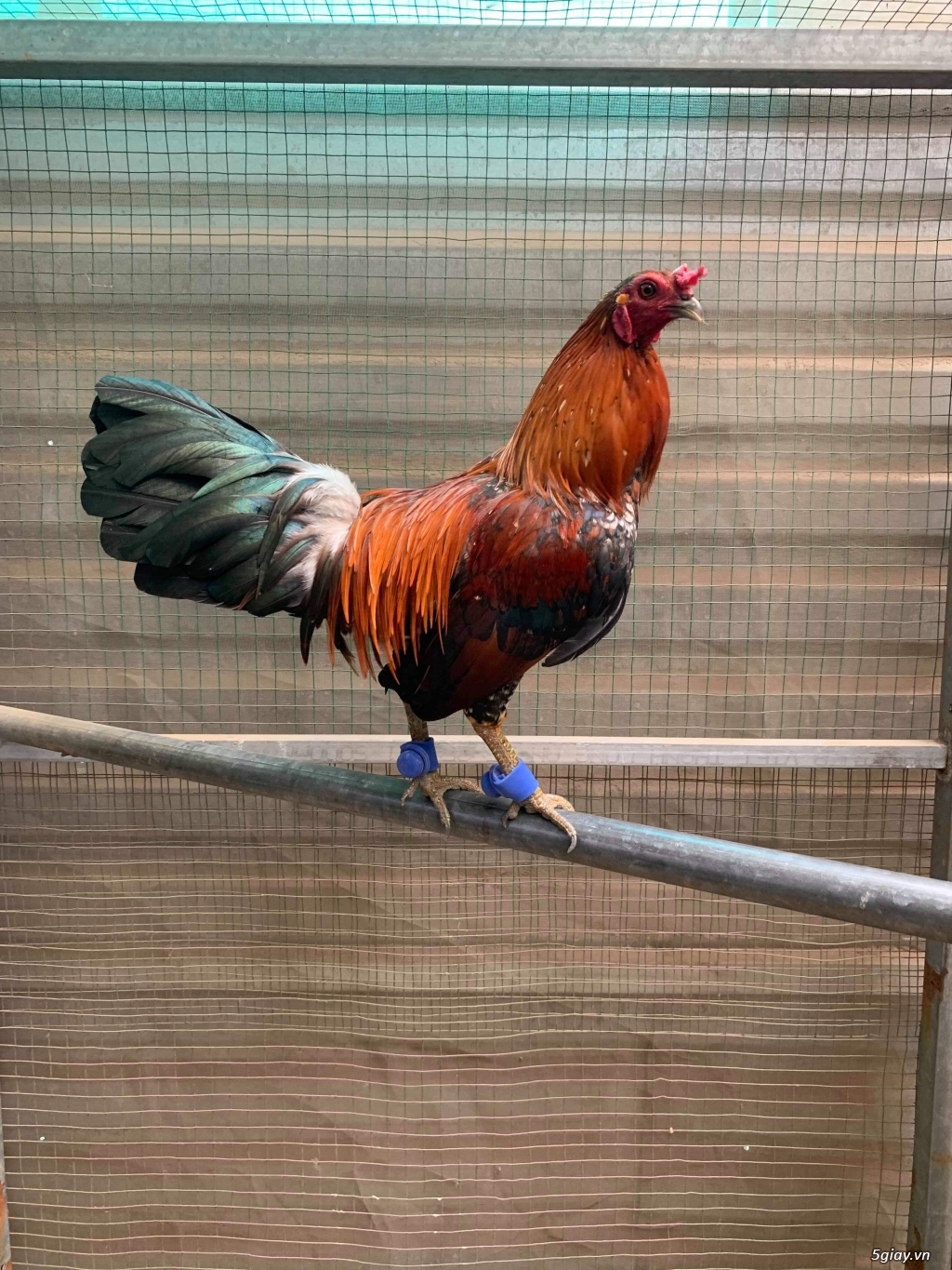 Gà điếm đá tiền.....