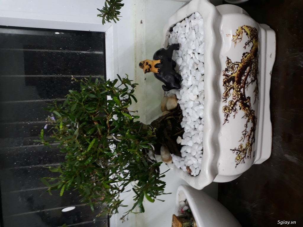 Cây cảnh bonsai phong thủy để bàn - 3