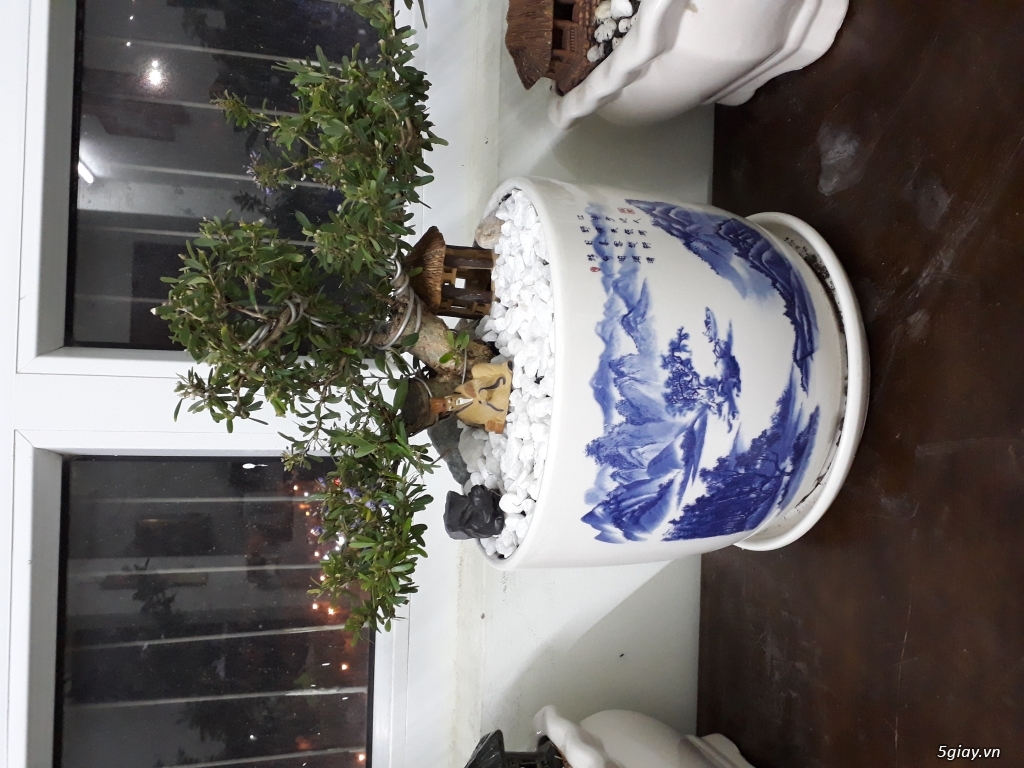 Cây cảnh bonsai phong thủy để bàn - 4