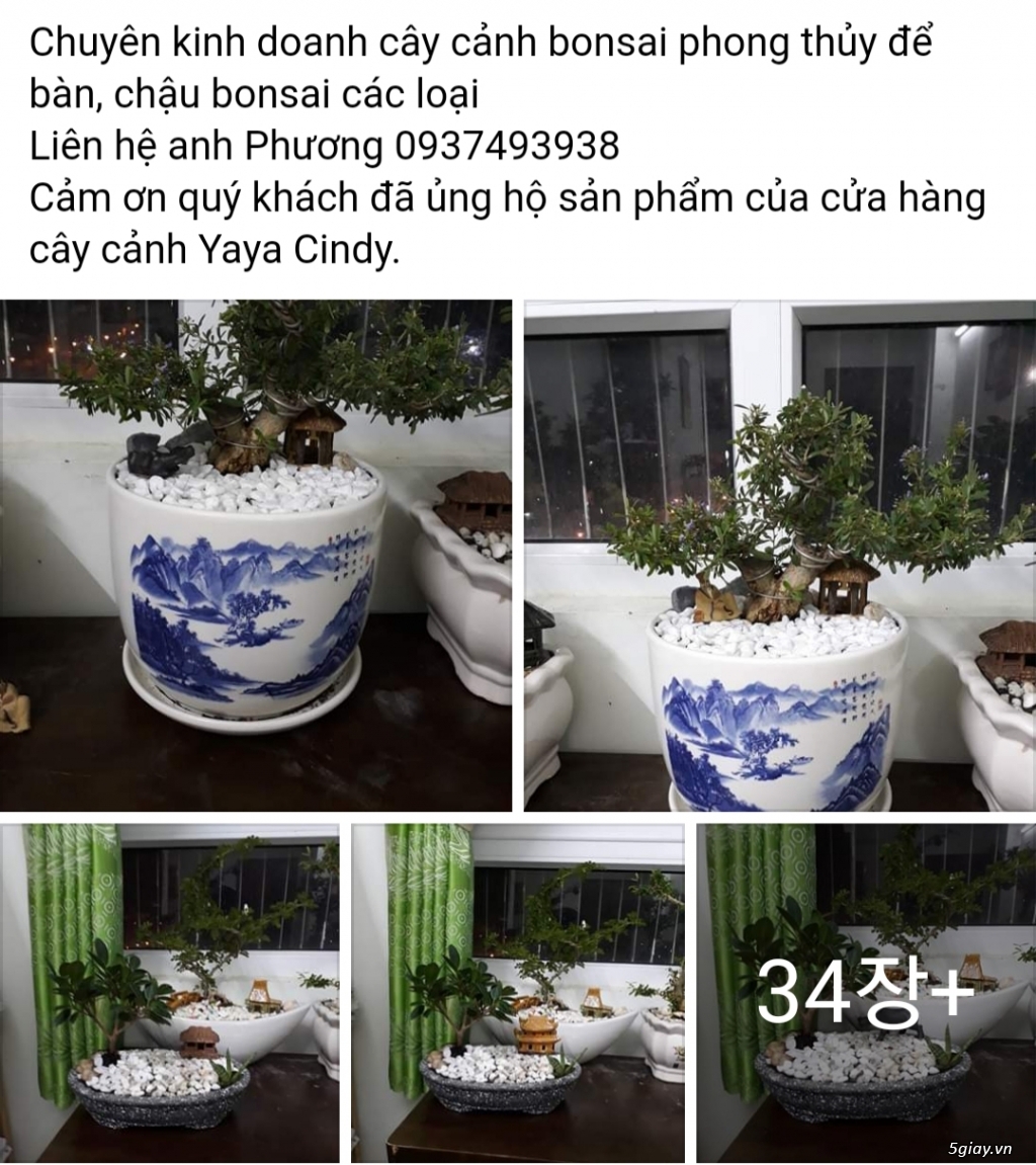Cây cảnh bonsai phong thủy để bàn
