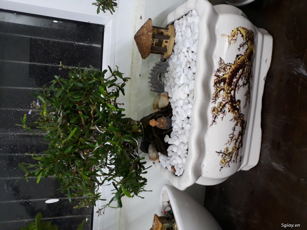Cây cảnh bonsai phong thủy để bàn - 1