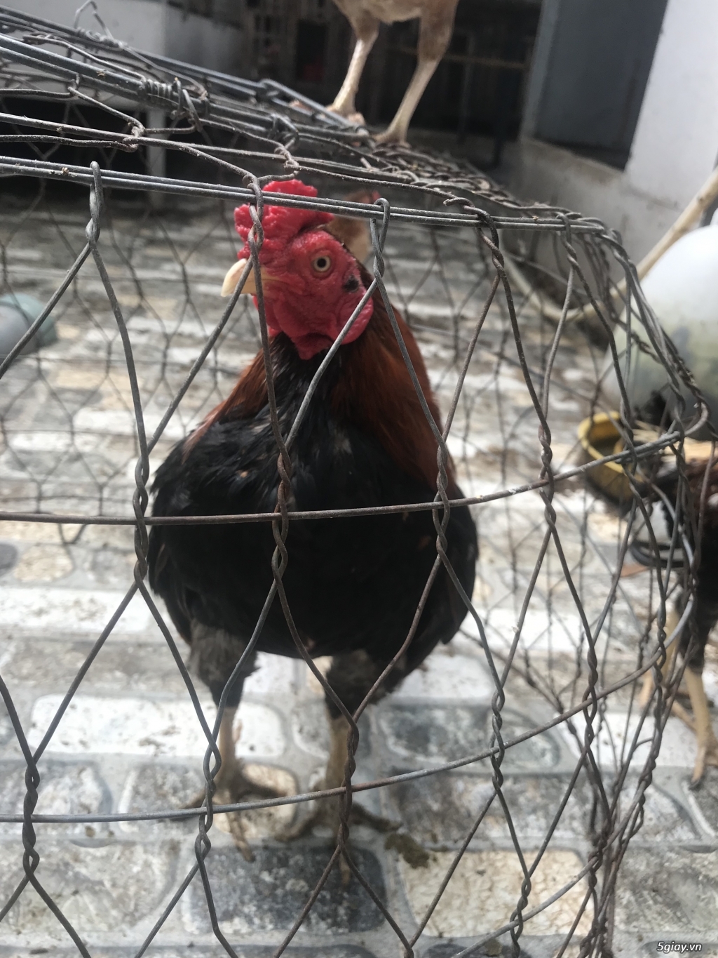 Bán cặp gà sil nọc