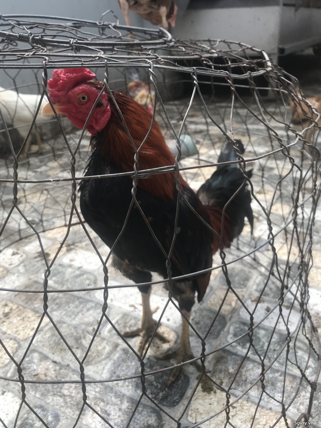 Bán cặp gà sil nọc - 1