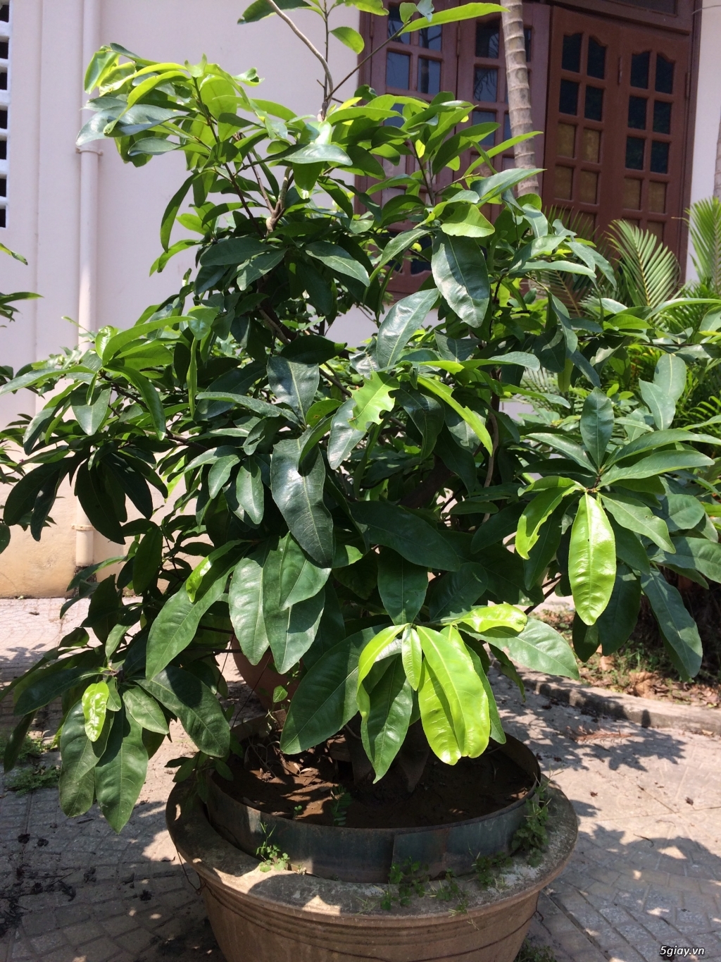 Dọn vườn cần thanh lí mai vàng