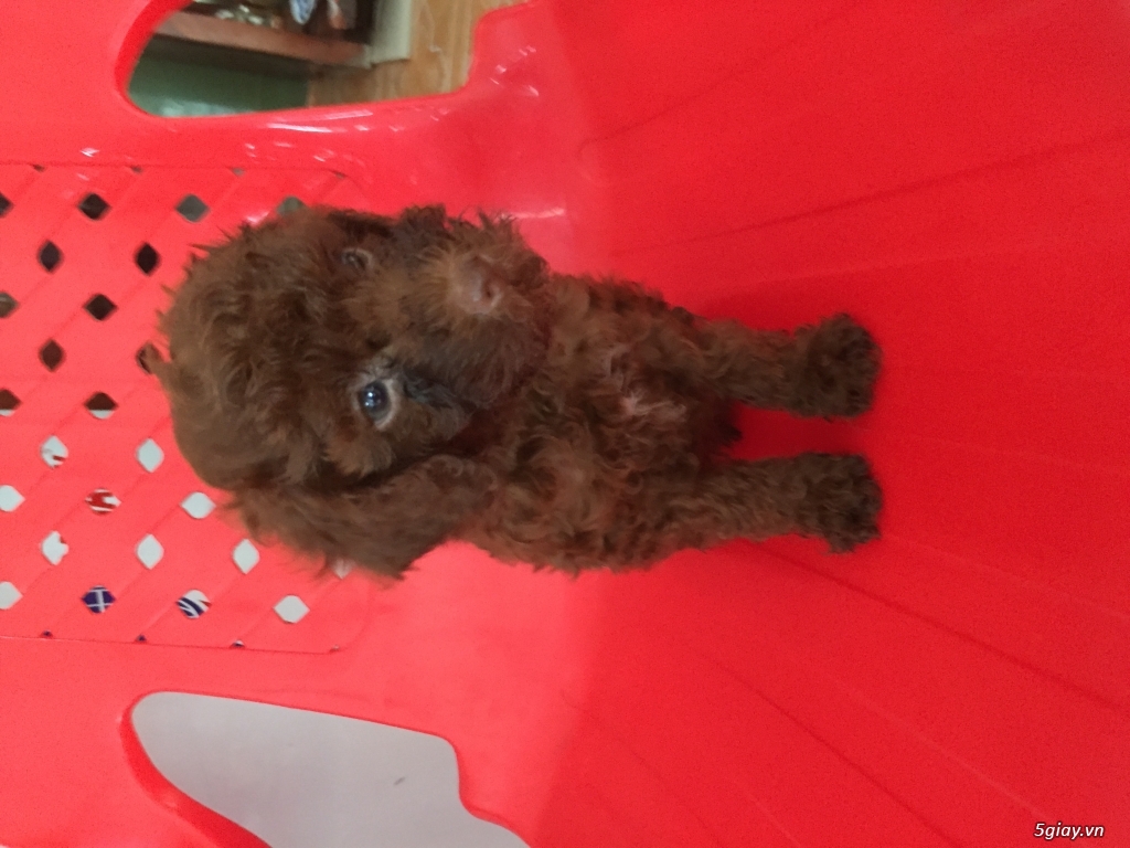 Tìm chủ cho bé poodle - 1