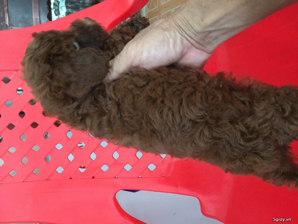 Tìm chủ cho bé poodle