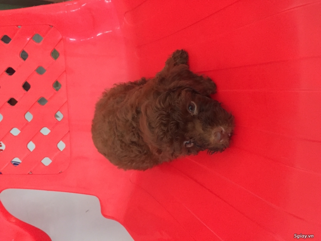Tìm chủ cho bé poodle - 2