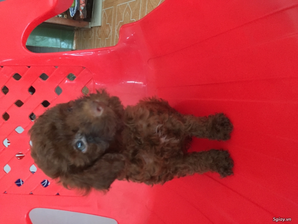 Tìm chủ cho bé poodle - 4