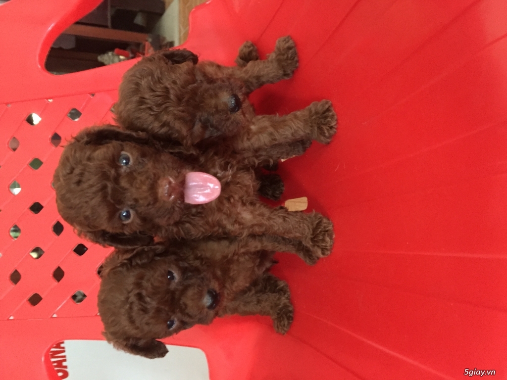 Tìm chủ cho bé poodle - 1