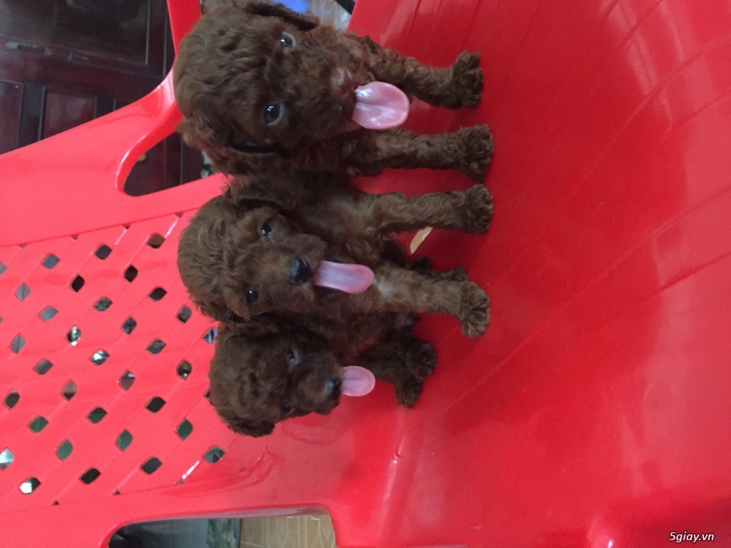 Tìm chủ cho bé poodle - 3
