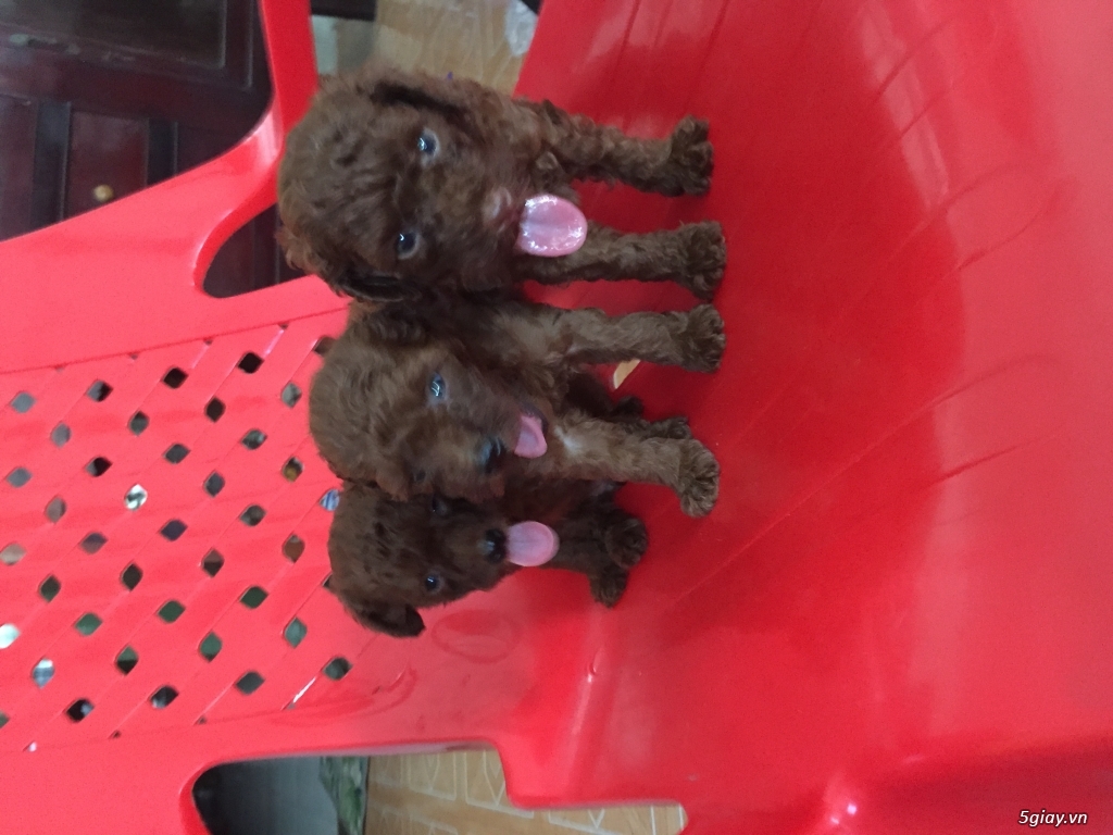 Tìm chủ cho bé poodle - 2