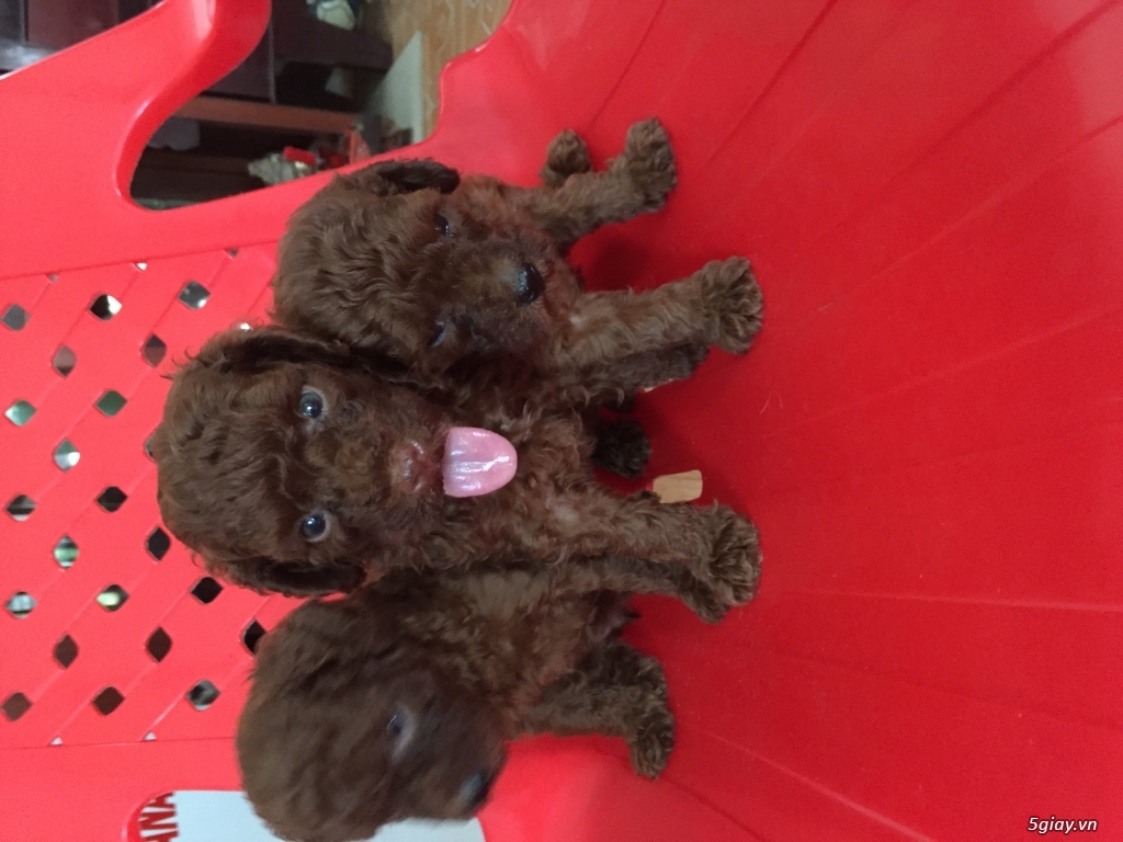 Tìm chủ cho bé poodle - 4