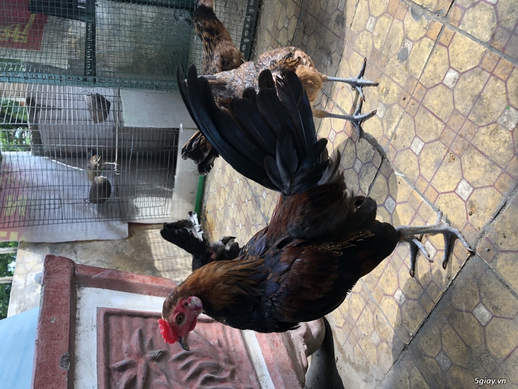 Cần thanh lý or giao luu mọi thứ