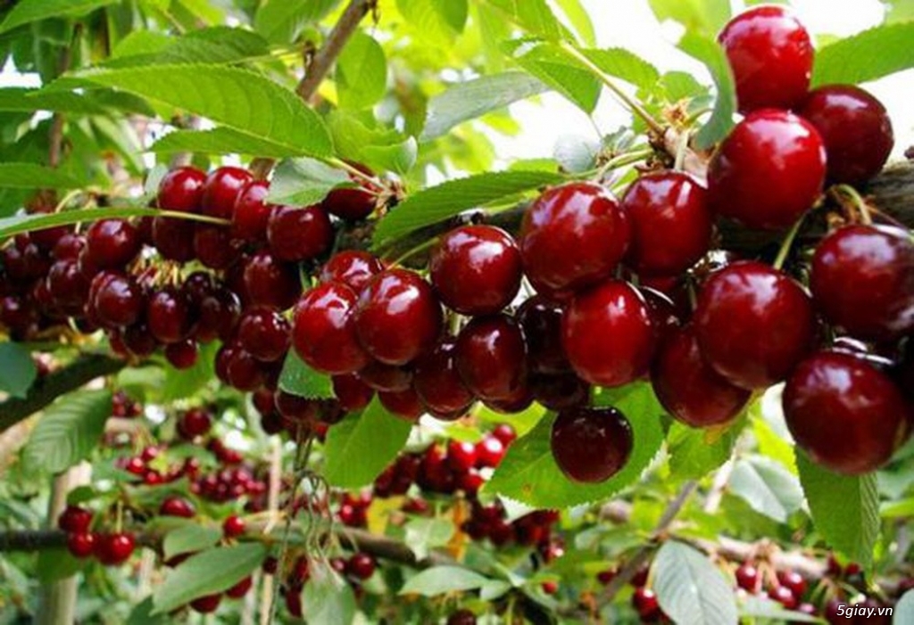 cây giống cherry brazil - chuẩn giống - hvnn vn- Thơm, ngon, ngọt, mát - 5