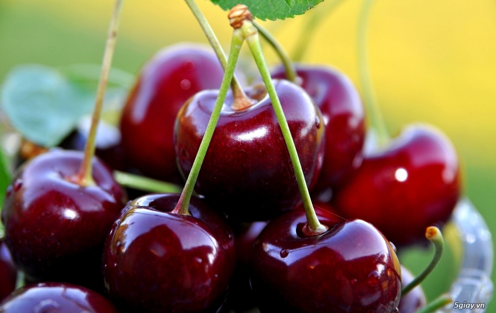 cây giống cherry brazil - chuẩn giống - hvnn vn- Thơm, ngon, ngọt, mát - 4