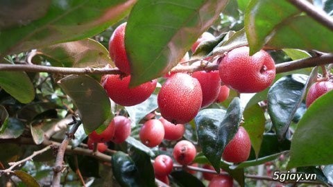 Giống nhót ngọt- GIống cây ăn quả mới lạ có giá trị kinh tế cao - 2