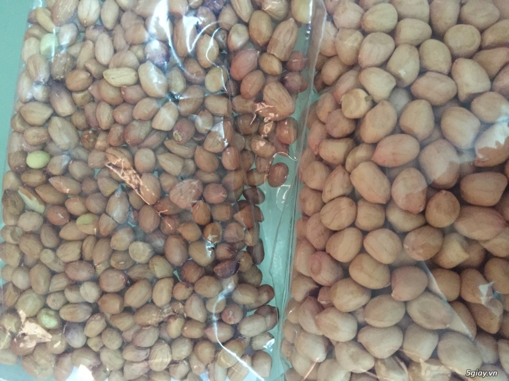 Cung cấp Hạt đậu phộng Ấn Độ - 1