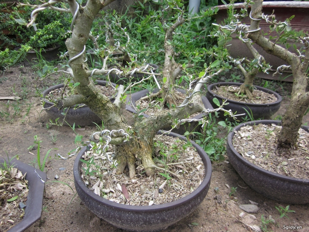 Bán linh sam bonsai và phoi linh sam song hinh - 4