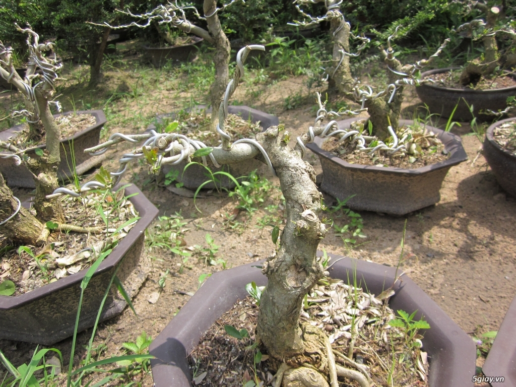 Bán linh sam bonsai và phoi linh sam song hinh - 5
