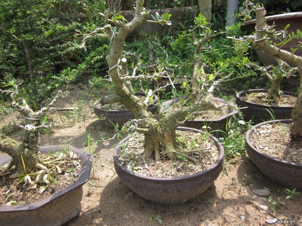 Bán linh sam bonsai và phoi linh sam song hinh - 3
