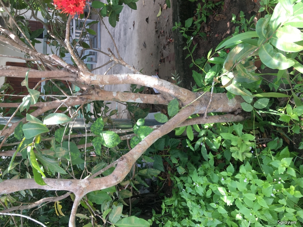 Bán gấp 4 cây mai - 1