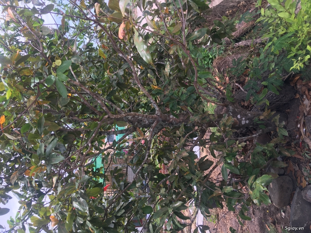 Bán gấp 4 cây mai - 2