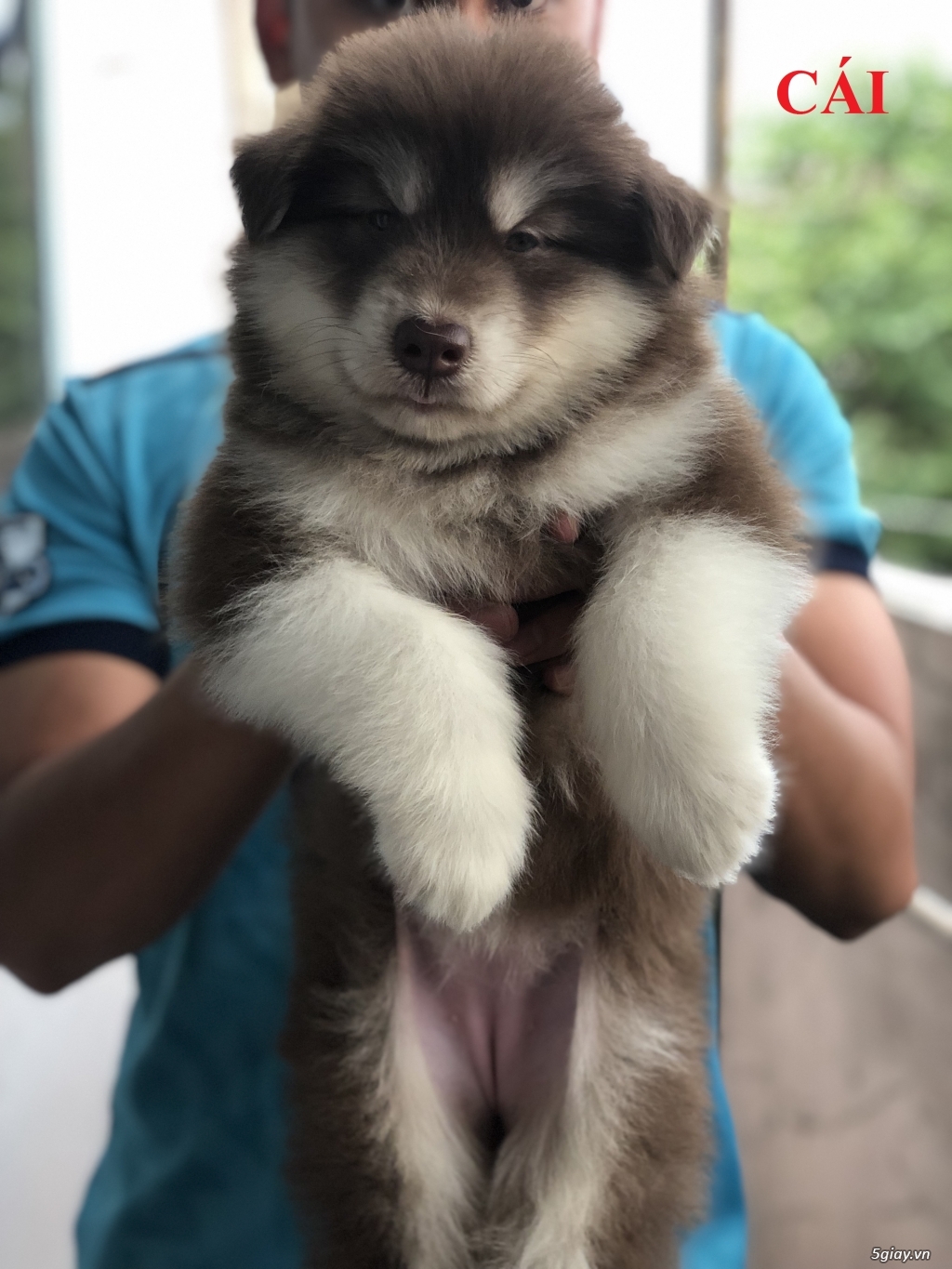 Chó Alaska nhà đẻ. Sinh ngày 8/4/2019