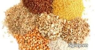 Cám câu cá tất cả các loại - 3