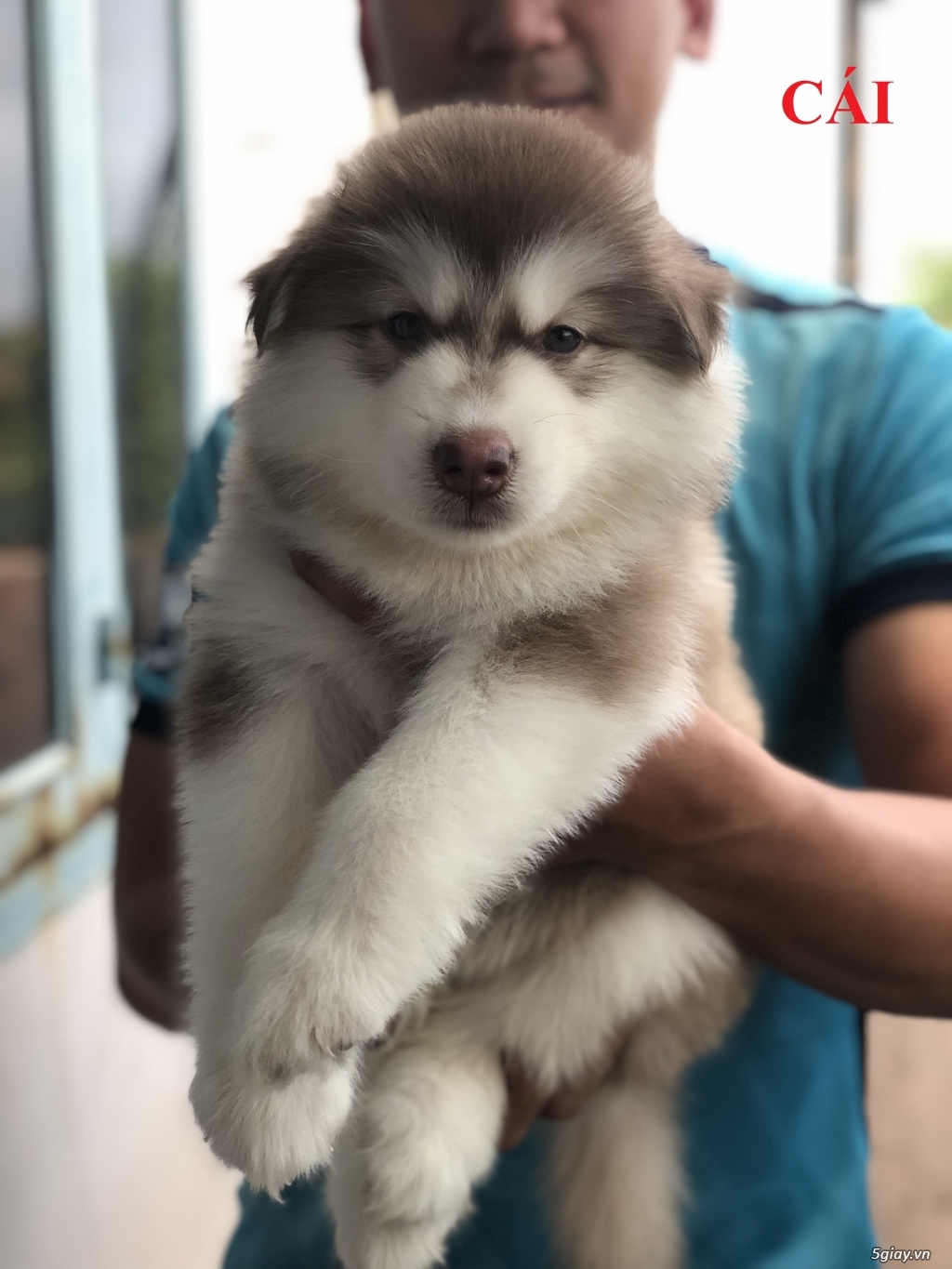 Chó Alaska nhà đẻ. Sinh ngày 8/4/2019 - 1