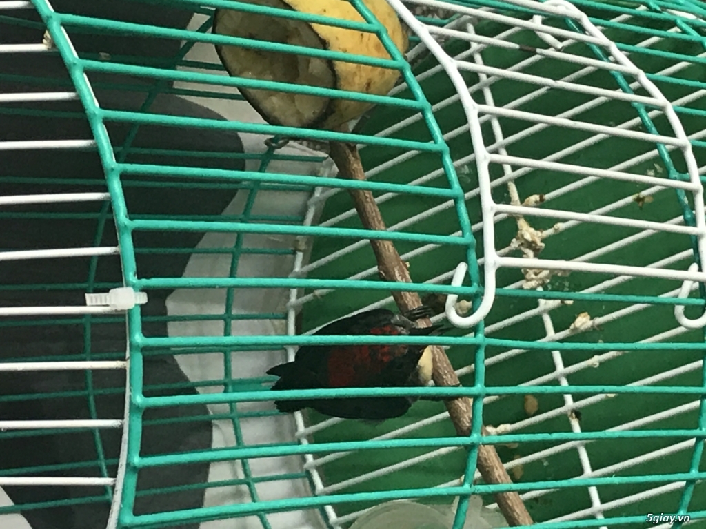Chim ốc mít chuyền trống - 3