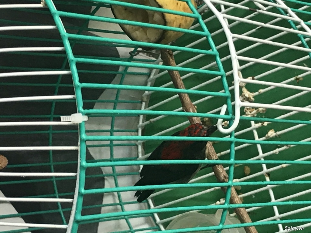 Chim ốc mít chuyền trống - 2