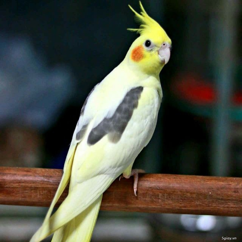 Vẹt Malaysia đẹp lung linh - 2