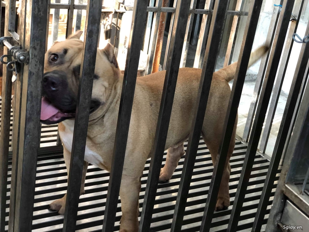 Bán bully đực hơn 1 tuổi có giấy ABKC - 1