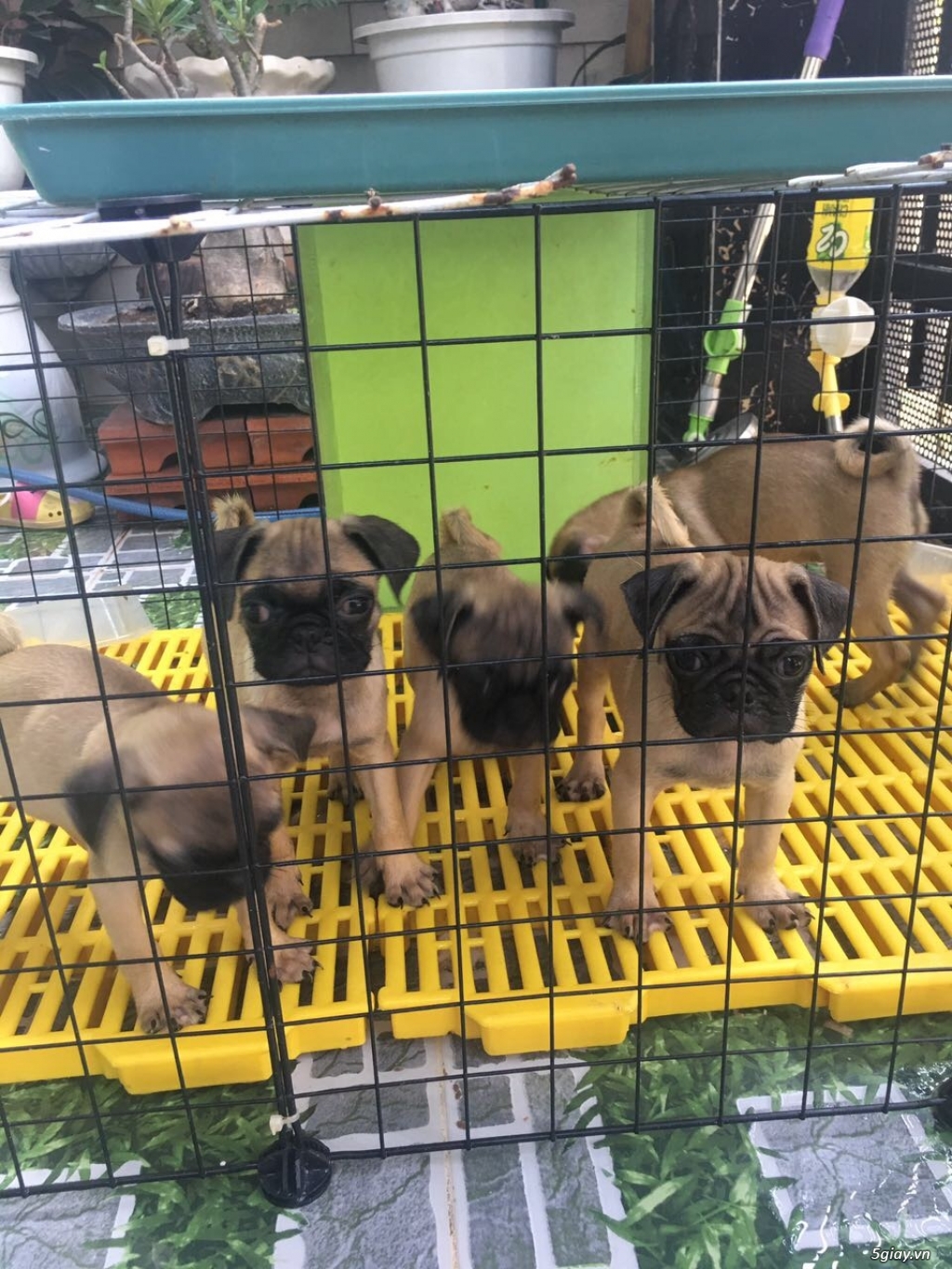 Can ban cho pug Thuan chung quan12 - 1