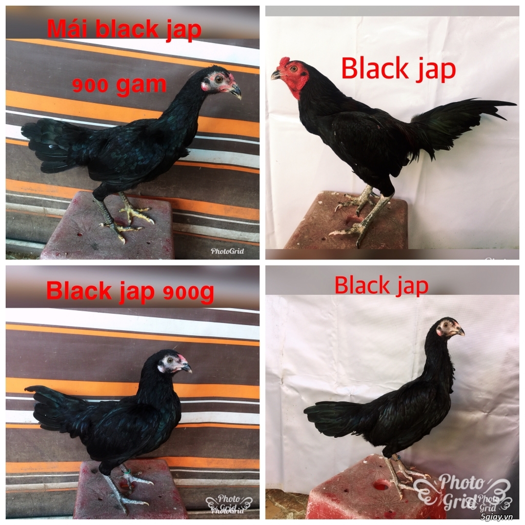 Tre jap mã lại TK-cuban -jap-Asil -mỹ-gà lai các loại - 5