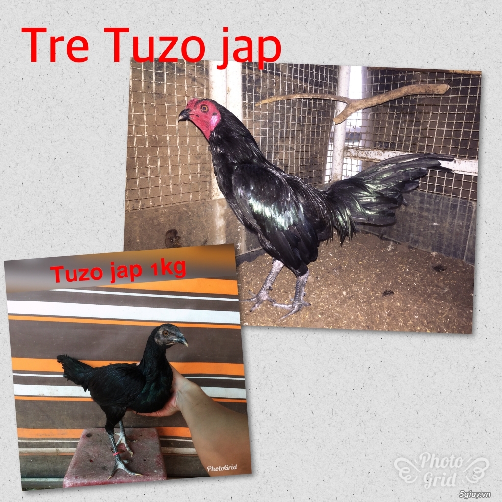 Tre jap mã lại TK-cuban -jap-Asil -mỹ-gà lai các loại - 7