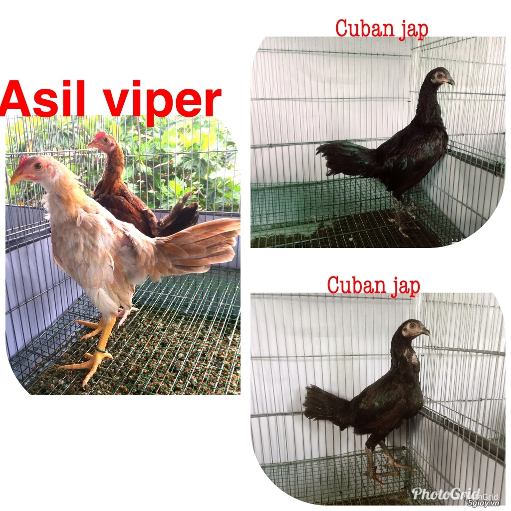 Tre jap mã lại TK-cuban -jap-Asil -mỹ-gà lai các loại - 20