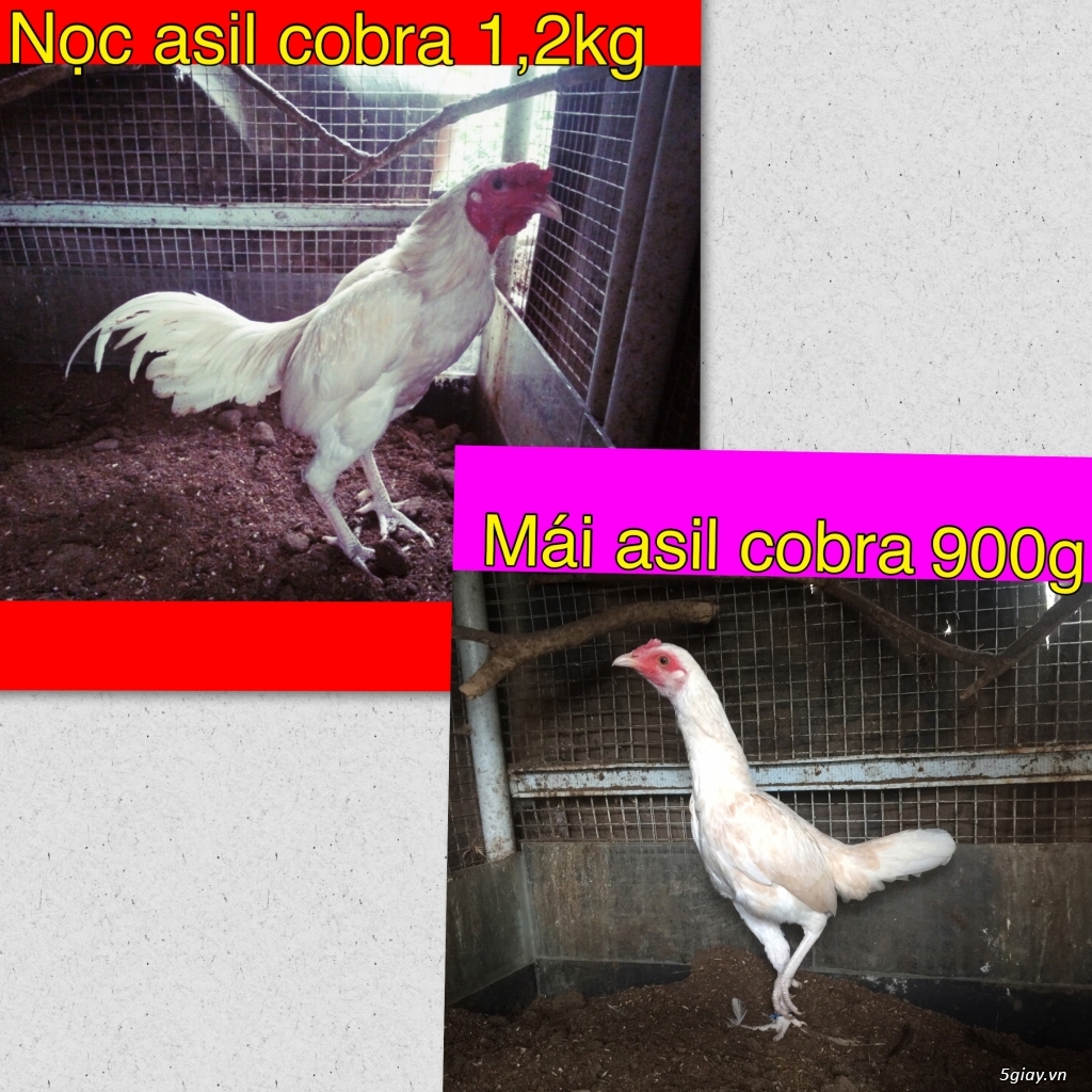Tre jap mã lại TK-cuban -jap-Asil -mỹ-gà lai các loại - 10