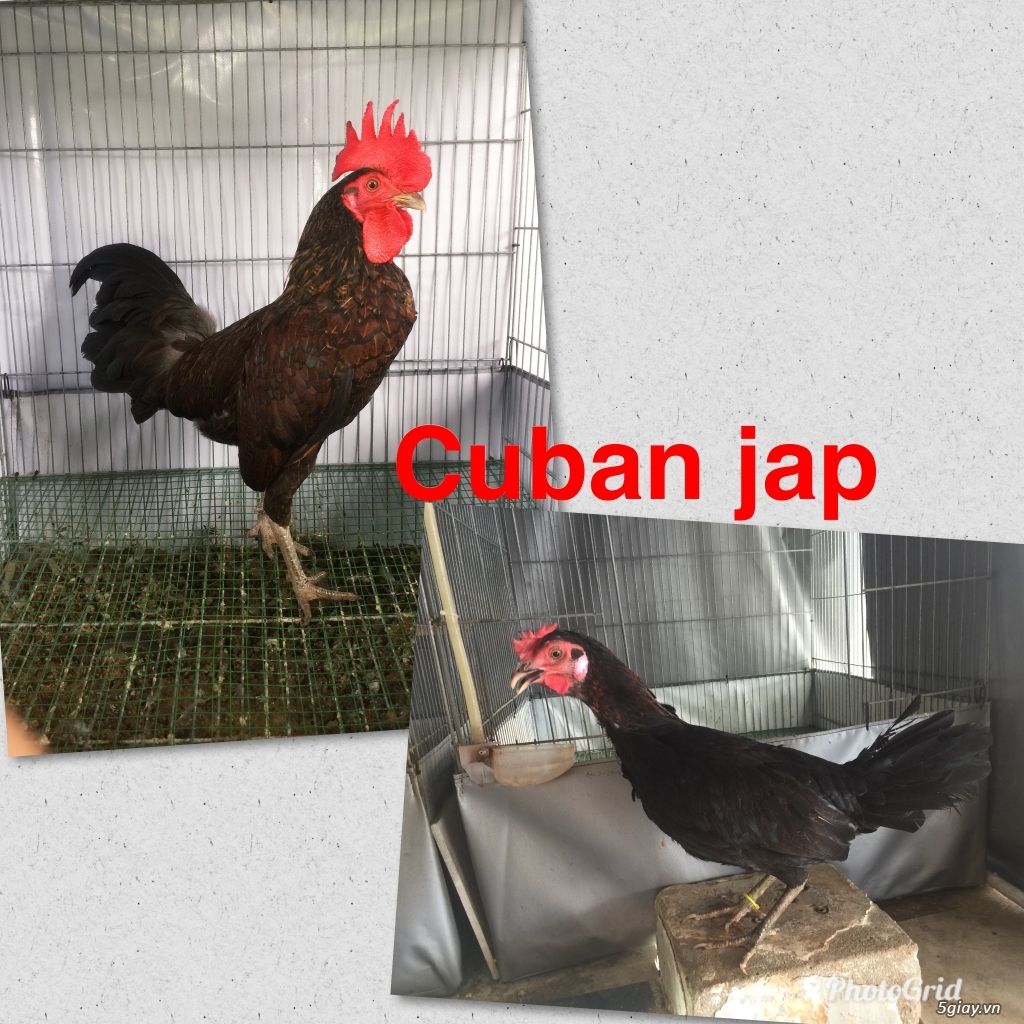 Tre jap mã lại TK-cuban -jap-Asil -mỹ-gà lai các loại - 1